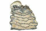 Mammoth Molar Slice With Case - South Carolina #291124-1